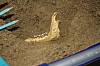 IMG_1509